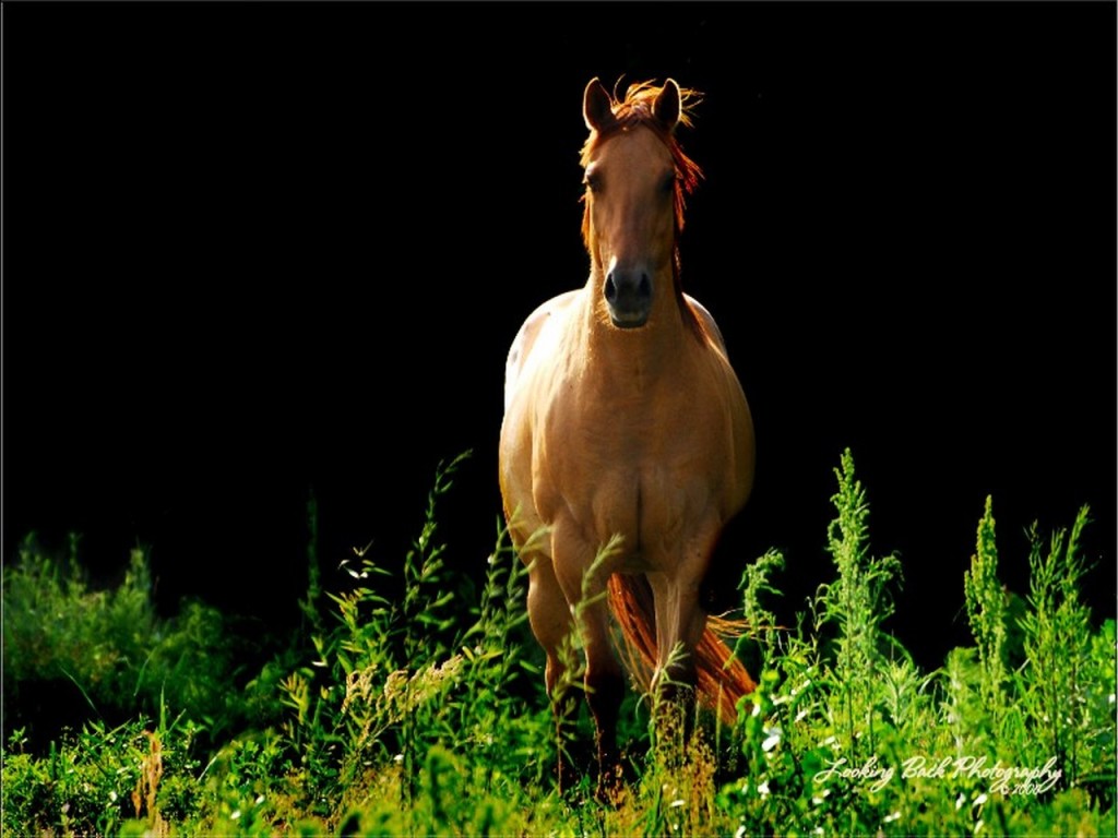horse2